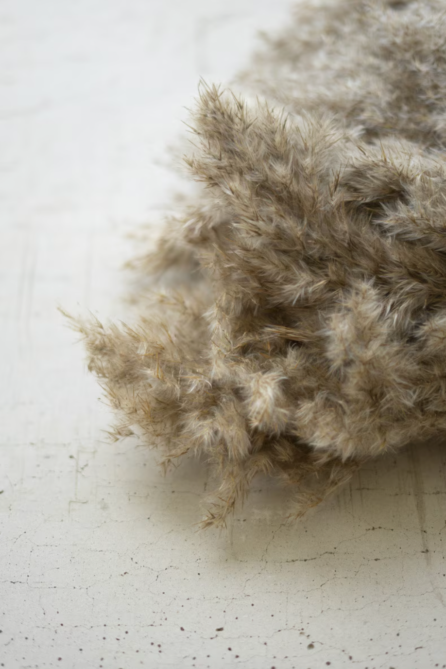 Large Bundle of Natural Pampas Grass