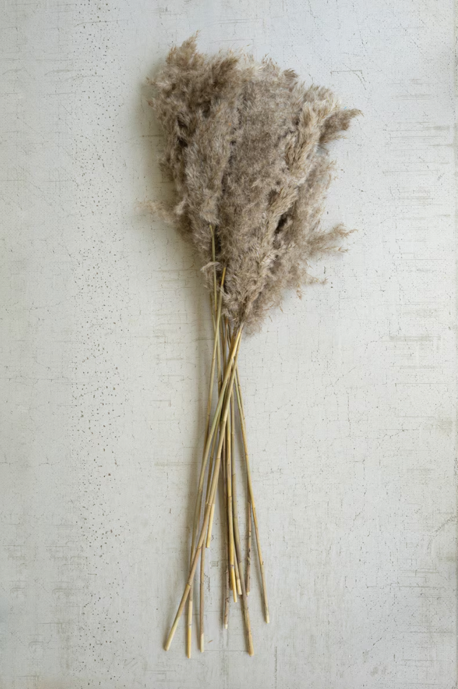 Large Bundle of Natural Pampas Grass