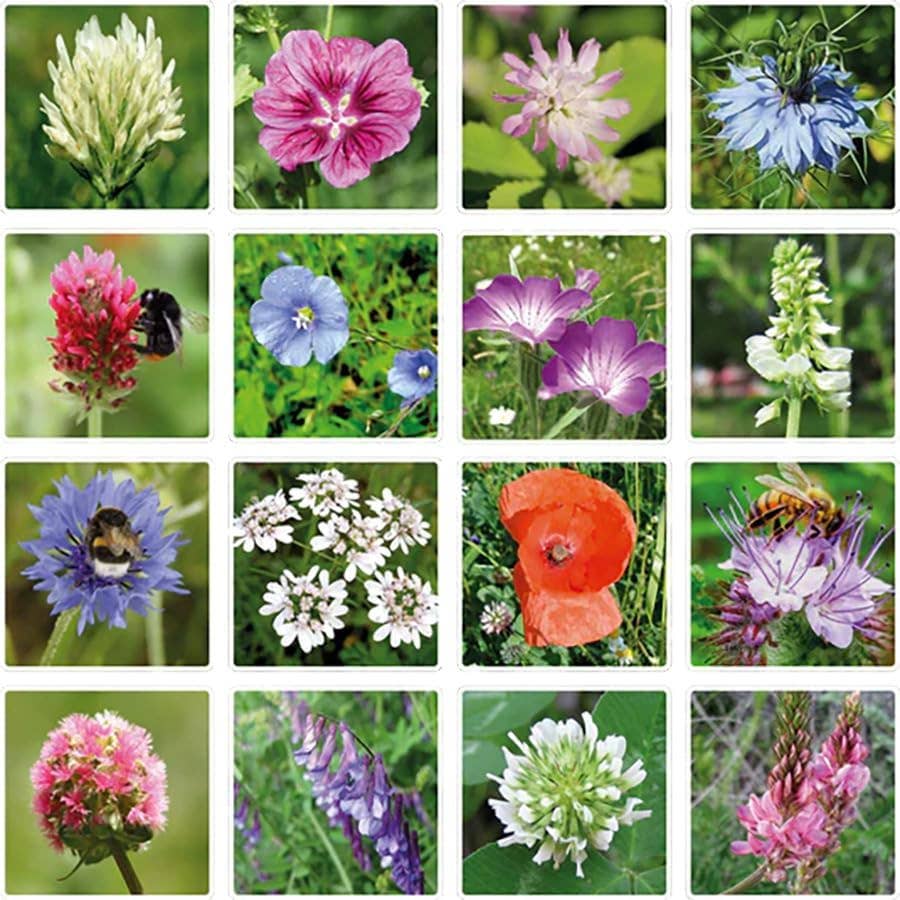 Egg Carton “It's Spring” – 6 Wildflower Seed Bombs