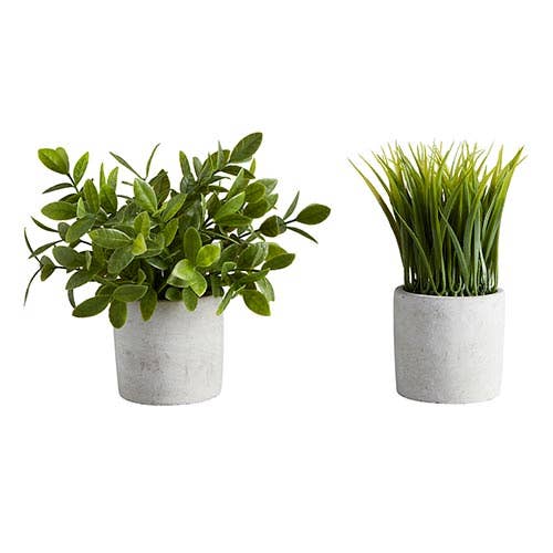 Bush In Cement Pot