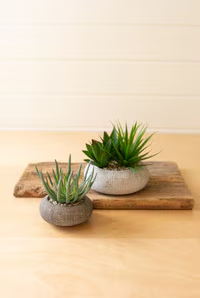 Set of 2 Succulents In Concrete Pots